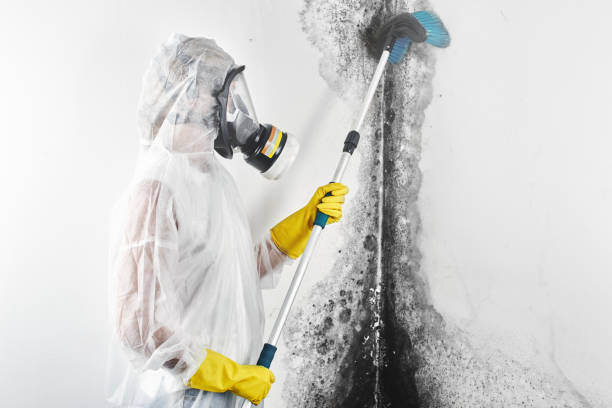 Trusted Leadwood, MO Mold Removal Experts