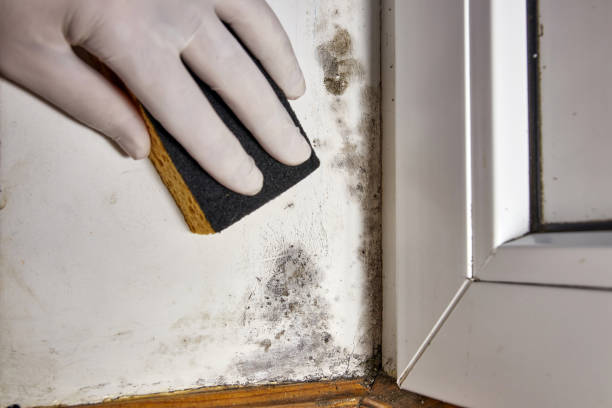 Best Commercial Mold Inspection  in Leadwood, MO